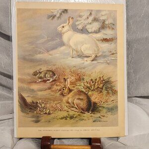 The Snowshoe Rabbit - Walter Alois Weber - 1934